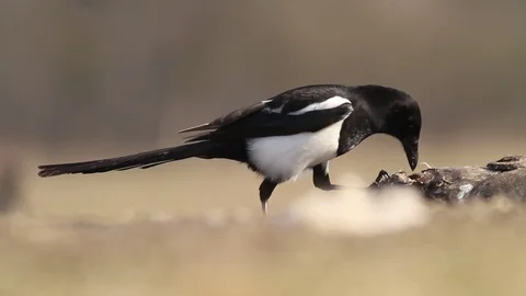 Magpie in the forest in Hungary Stock Footage 71738621