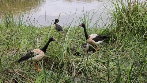 Magpie Geese Stock Footage 280732694