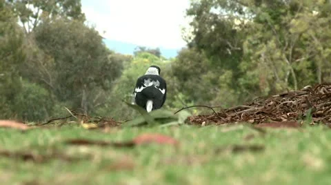 Magpie on a grass 3 Stock Footage 10821009