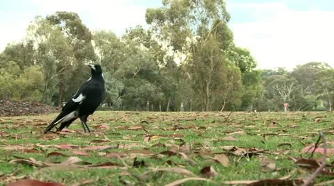 Magpie on a grass 6 Stock Footage 10821013