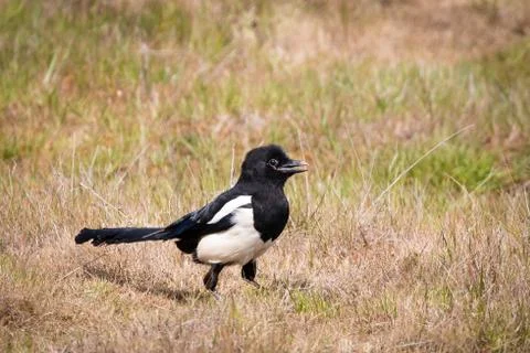 Magpie in grass Stock Photos