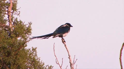 Magpie in the Great Basin 스톡 동영상 37597633