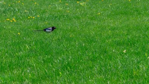 Magpie on green grass in spring Stock Photos