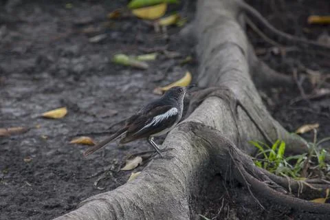 Magpie is on the ground. Stock Photos