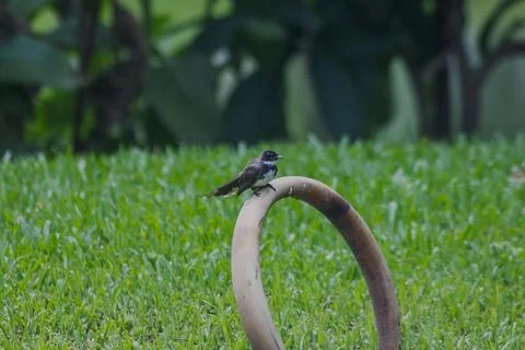 Magpie is on the ground. Stock Photos