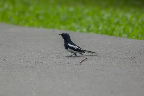 Magpie is on the ground. Stock Photos