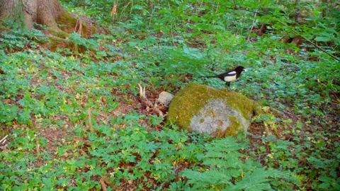 A magpie has found food, puts it so that it can pick it up and flies away Stock Footage 327655207