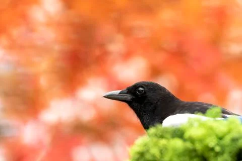 Magpie headshot Stock-Fotos