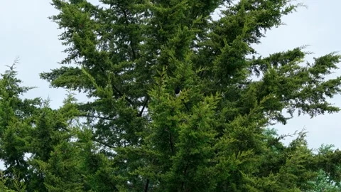 Magpie high on green spruce Stock Footage 312721045