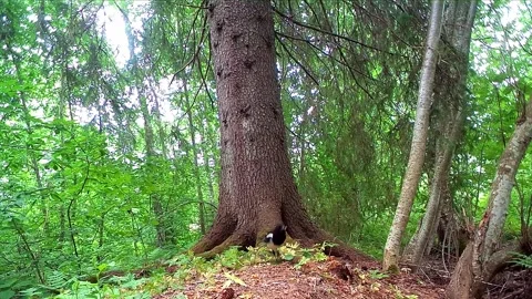 A magpie hops towards trail camera on forest glade in summer Stock Footage 327657992