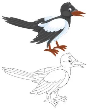 Magpie Stock Illustration