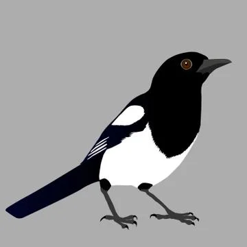 Magpie Illustrazione stock