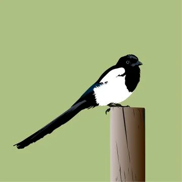 Magpie イラスト素材