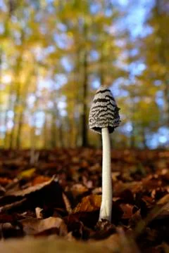 Magpie Inkcap - deciduous forest floor - closed mushroom hat Photos