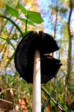 Magpie Inkcap - macro shot with view under the mushroom hat Stock Photos