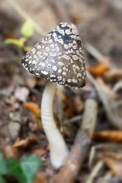 Magpie Inkcap Stock Photos