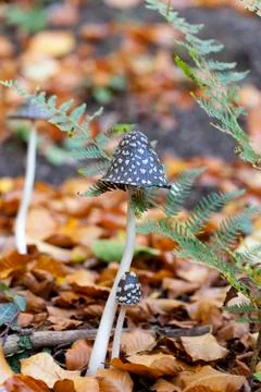 Magpie Inkcap 写真素材