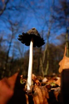 Magpie Inkcap recorded on deciduous forest floor - against the sky 库存照片