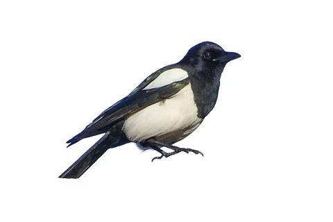Magpie isolated on white background 库存照片