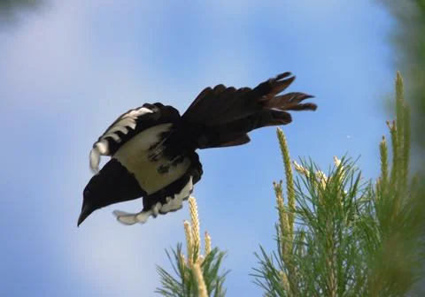 A magpie jumped from the top of a tree Stock Photos
