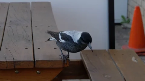 Magpie jumping off a park bench Stock Footage 110890836