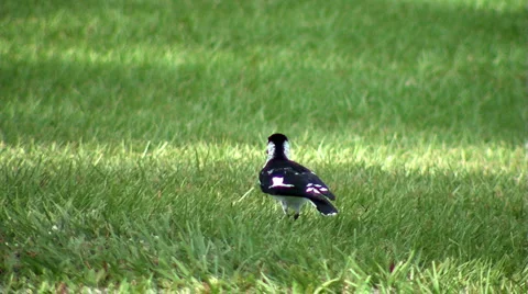 Magpie lark (pee wee) looking for food Stock Footage 4952748