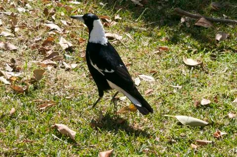Magpie on lawn Stock Photos