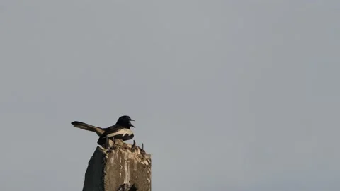 Magpie on a light pole. Stock Footage 151032939