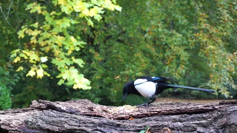 Magpie on log part 1 of 2 Stock Footage 146715233