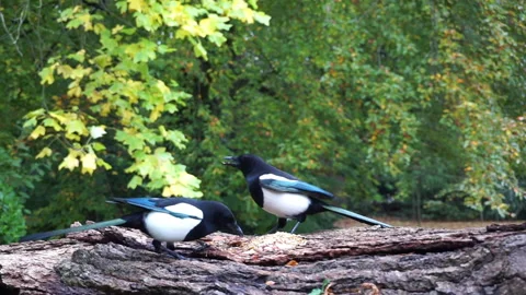 Magpie on log part 2 of 2 Stock Footage 146715407