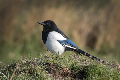 Magpie in the long grass Stock Photos