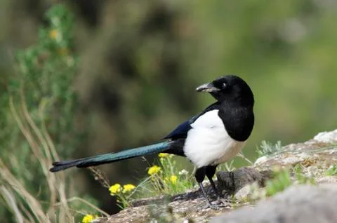 Magpie looking back Stock Photos