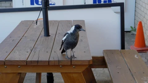 Magpie looking from bench Stock Footage 110891213