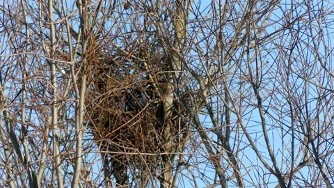 Magpie nesting - winter willow tree - blue sky Stock Footage 148479272