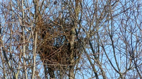 Magpie nesting - winter willow tree - blue sky Stock Footage 148479369