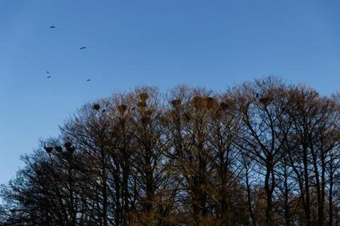 Magpie nests in trees Stockfoto's