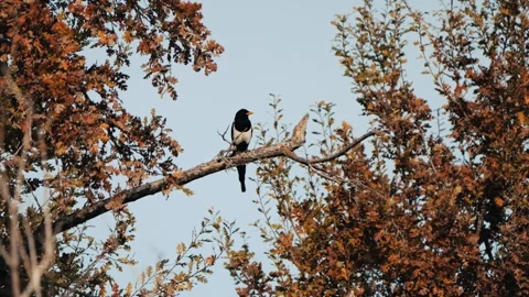 Magpie on oak tree in fall Stock Footage 258692666