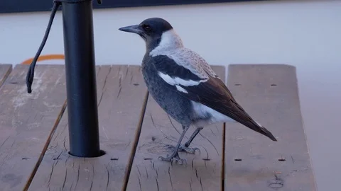 Magpie pecking on park bench Stock Footage 110891380