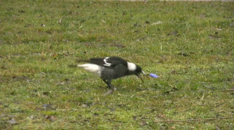 Magpie pecking something in green grass Video stock 500165