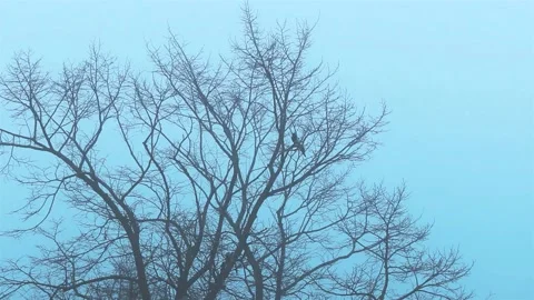 A Magpie Pecking On A Tree Branch During A Foggy Evening. Stock Footage 201008728