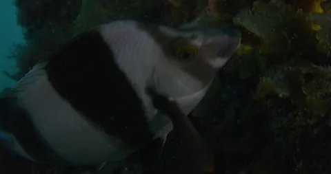 Magpie Perch, Feeding, Clouse Up Stock Footage 331044974