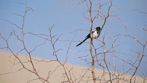 Magpie Perched on Bare Tree Branch in Winter 스톡 동영상 326019134