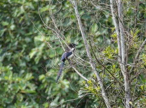 Magpie Perched on Bare Tree Branches pica pica Stock Photos