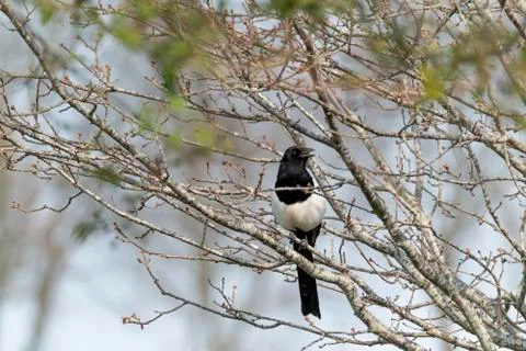 A magpie perched on a bare tree on a sunny spring day, shallow depth of field Stock Photos