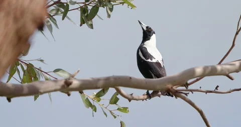 Magpie perched on branch in high winds looking at a koala. Stock Footage 169638230