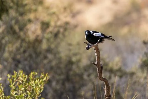 Magpie perched on branch Stock Photos