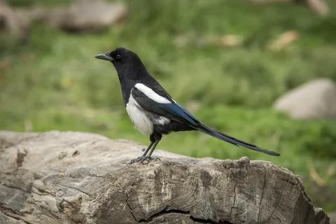Magpie perched on log. Stock Photos