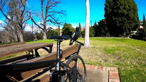 Magpie perched next to bicycle scared away, slow motion Stock Footage 138344597
