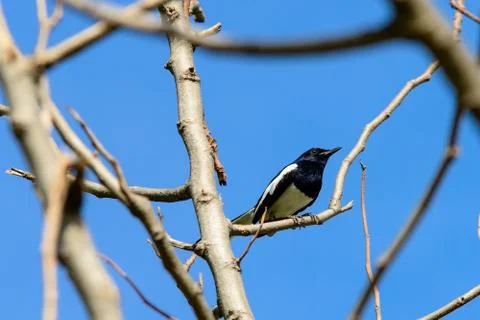 Magpie perching on a tree Stock Photos