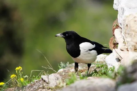 Magpie Stock Photos